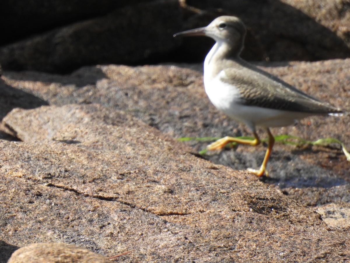 Spotted Sandpiper - ML643578731