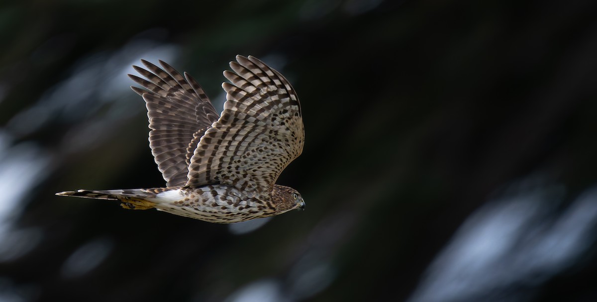 Cooper's Hawk - ML643578736