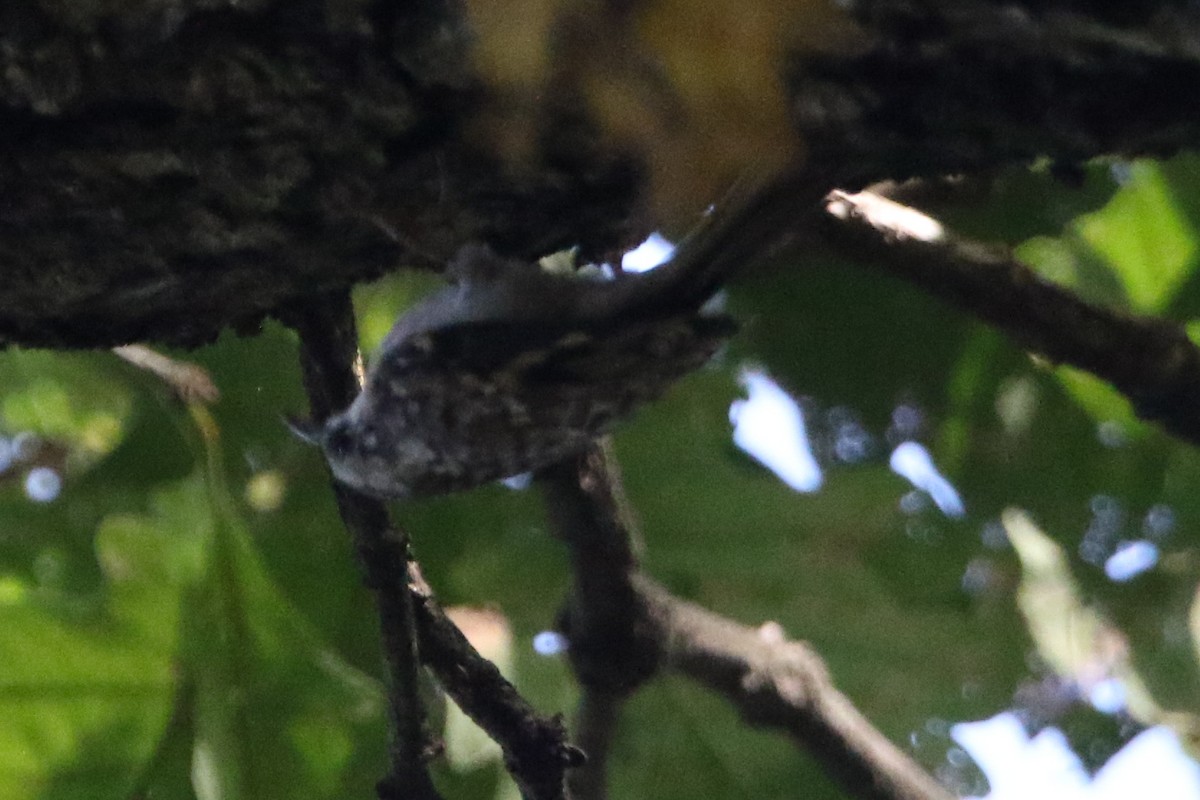Brown Creeper - ML643578740