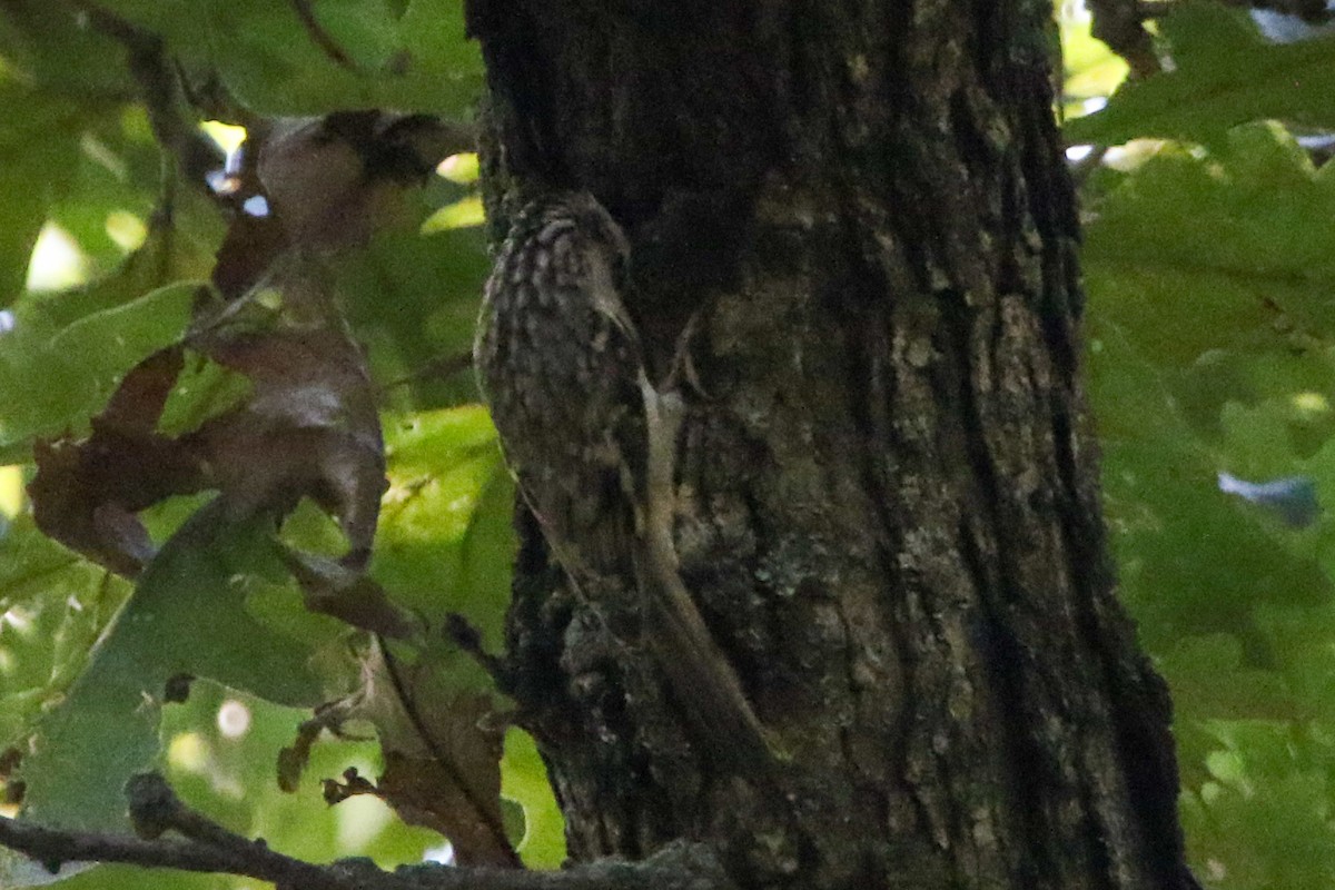 Brown Creeper - ML643578741