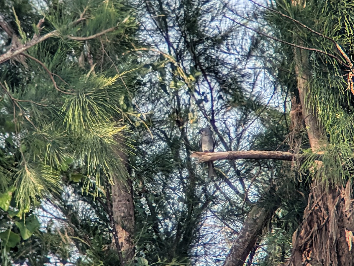 Ashy Drongo - ML643578750