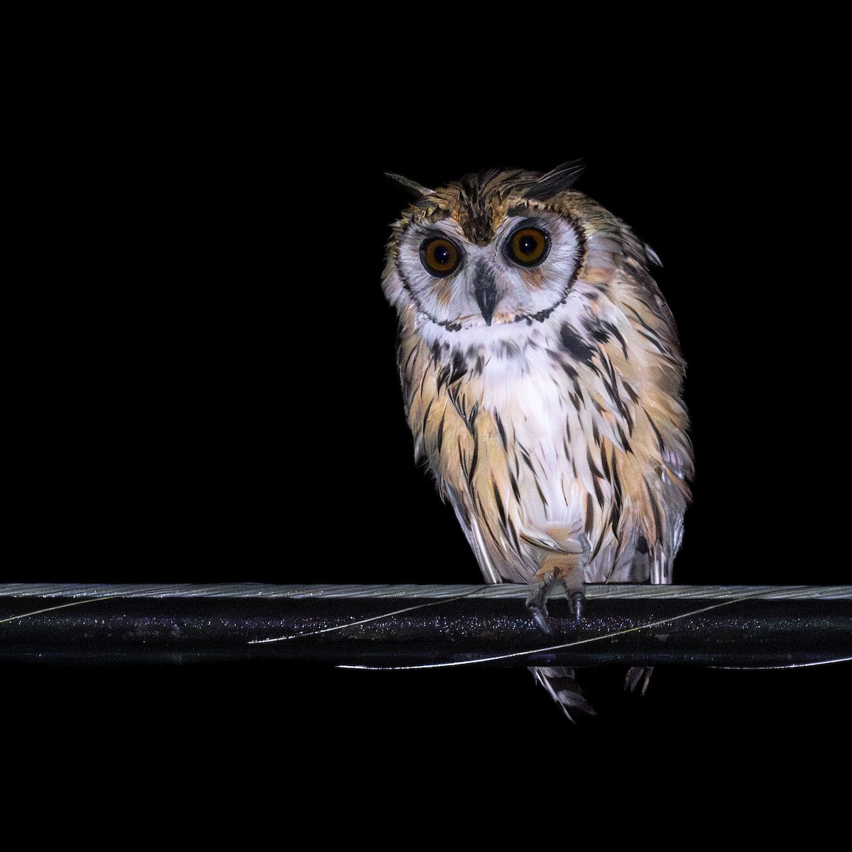 Striped Owl - ML643578752