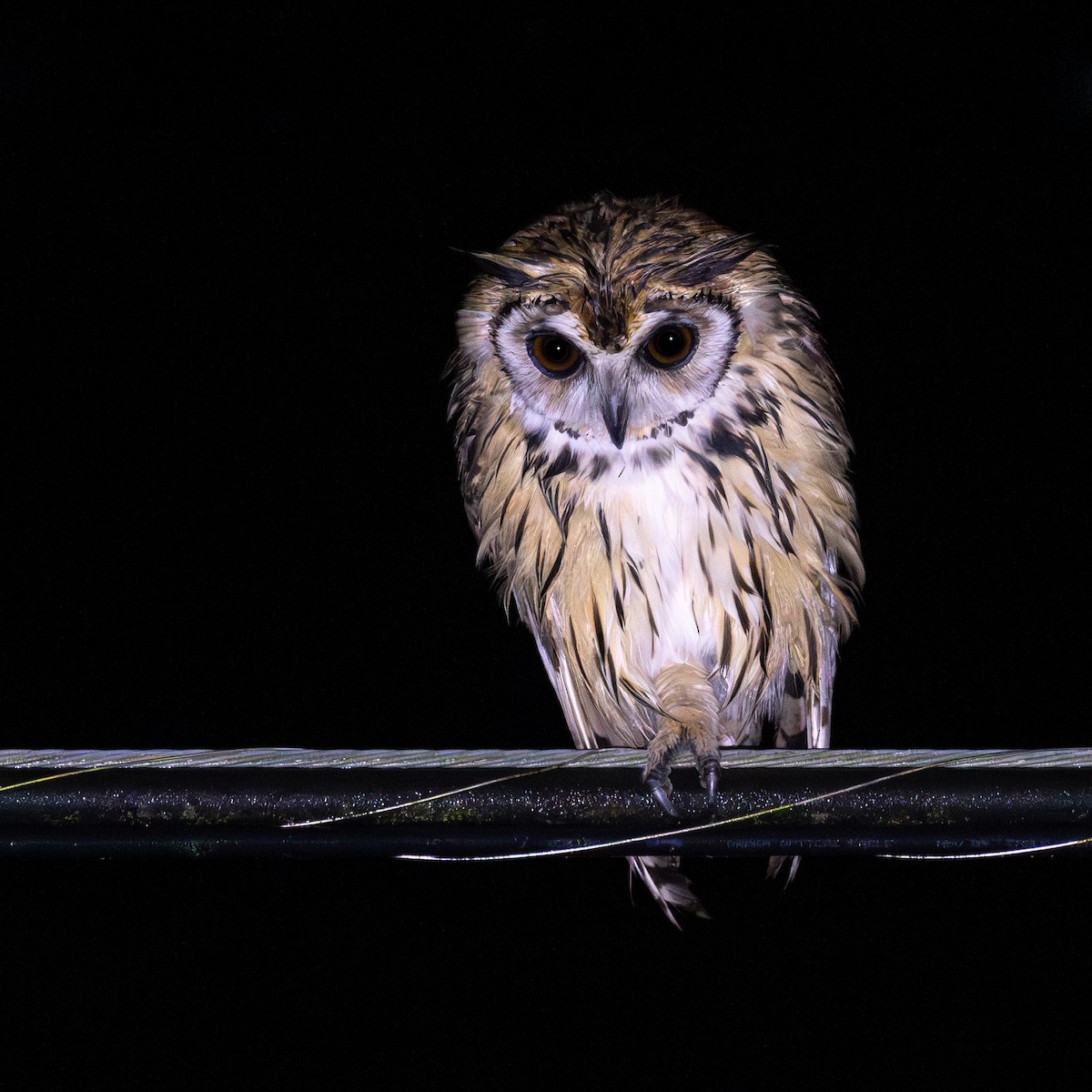 Striped Owl - ML643578753