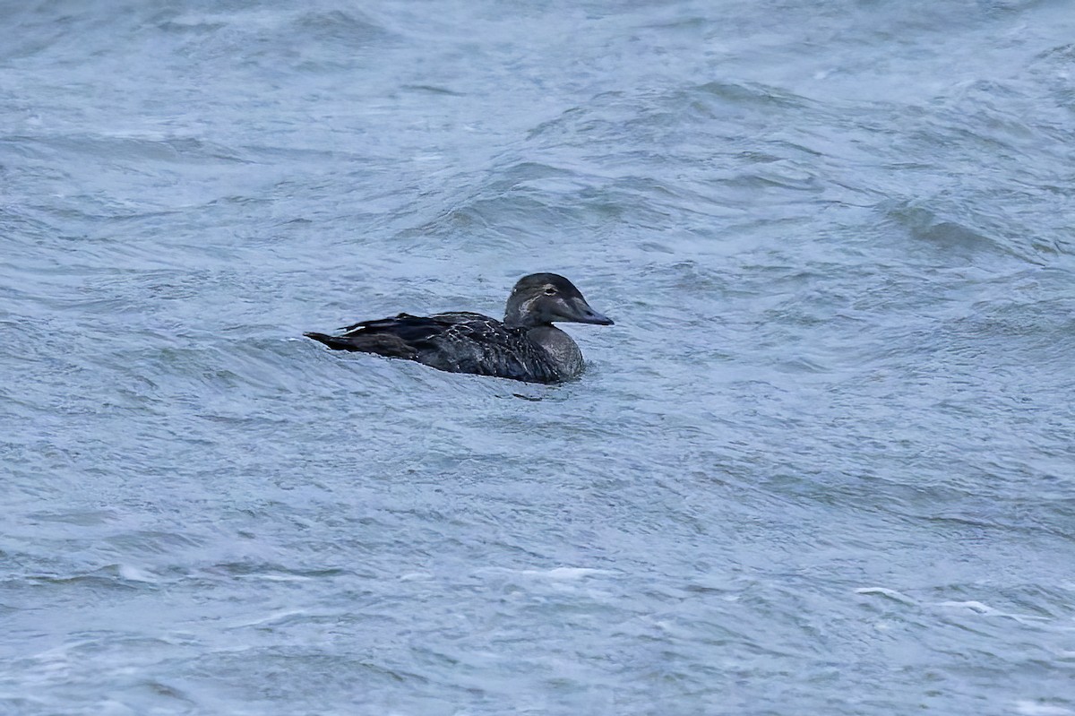 King Eider - ML643578754
