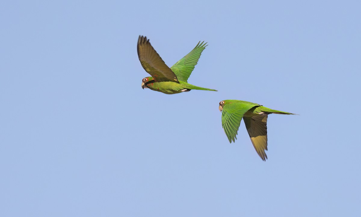 Mitred Parakeet - ML643578757