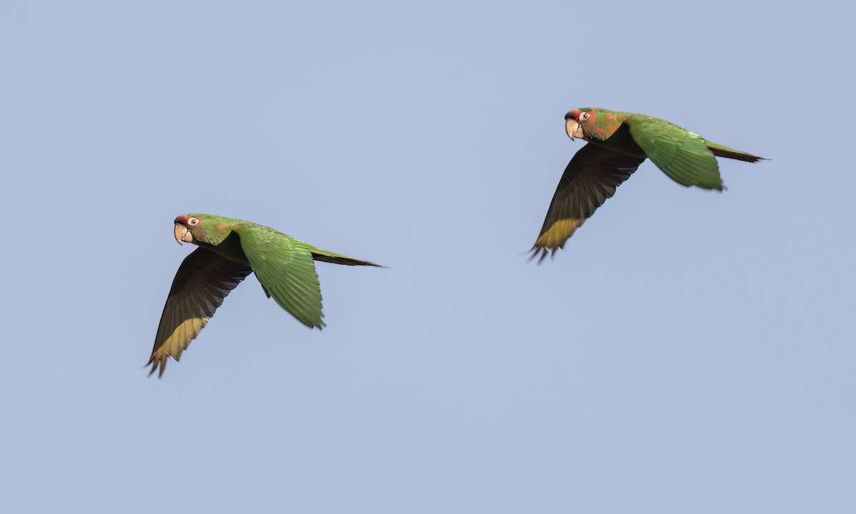 Mitred Parakeet - ML643578758