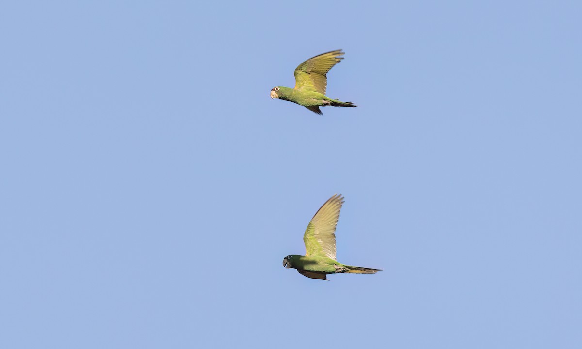 Mitred Parakeet - ML643578759