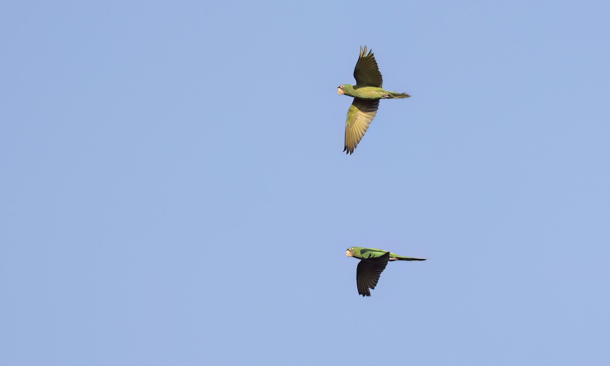 Mitred Parakeet - ML643578760