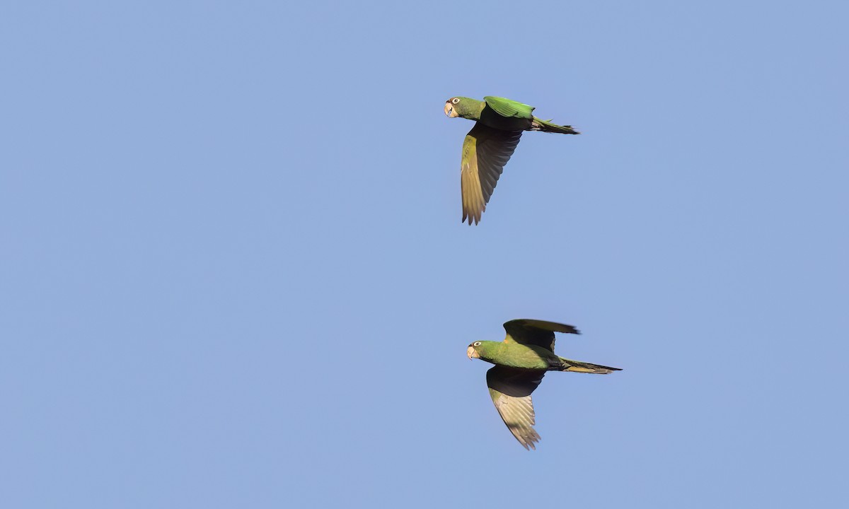 Mitred Parakeet - ML643578761
