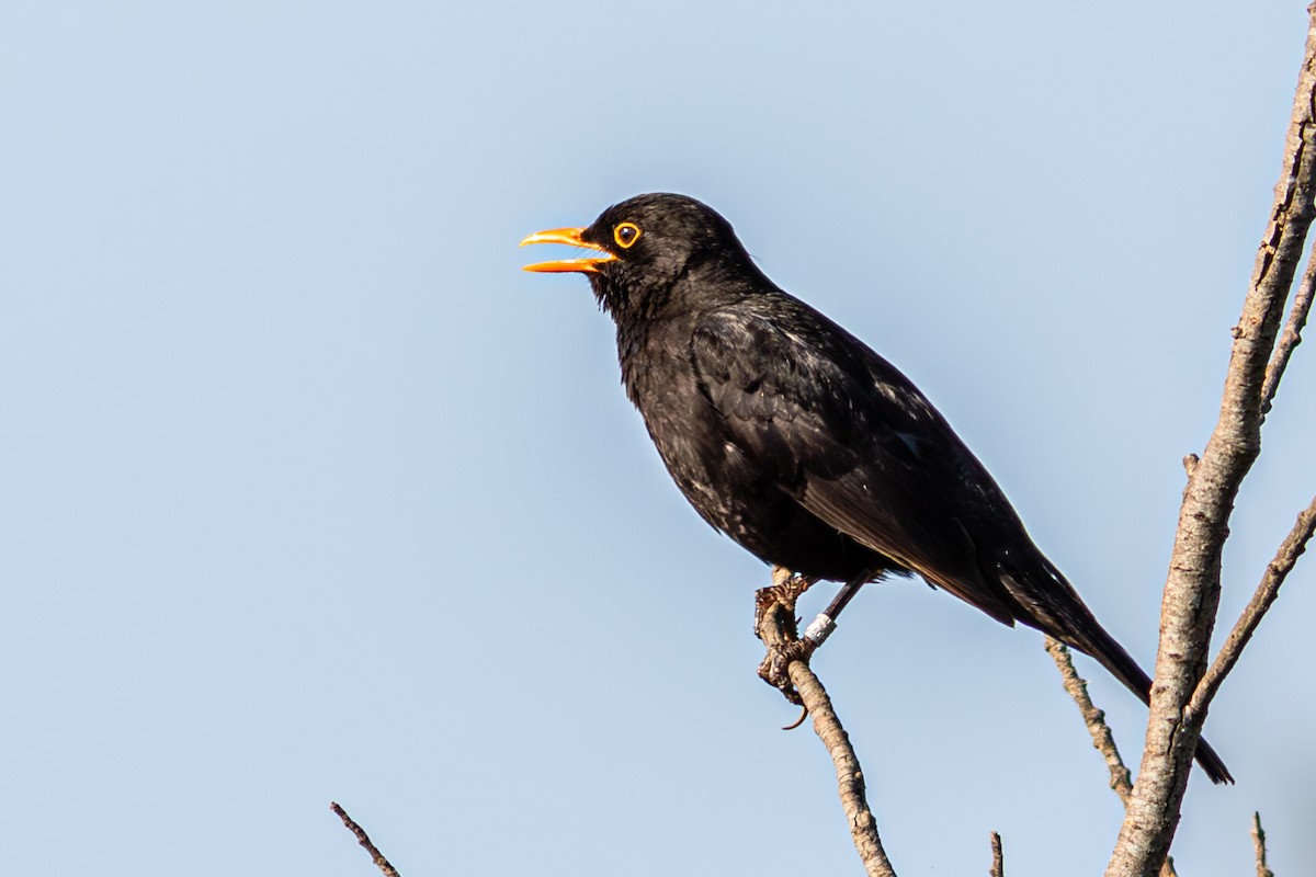 Eurasian Blackbird - ML643578762