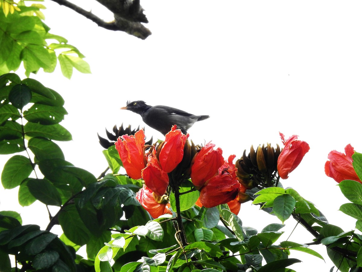 Jungle Myna - ML643578767