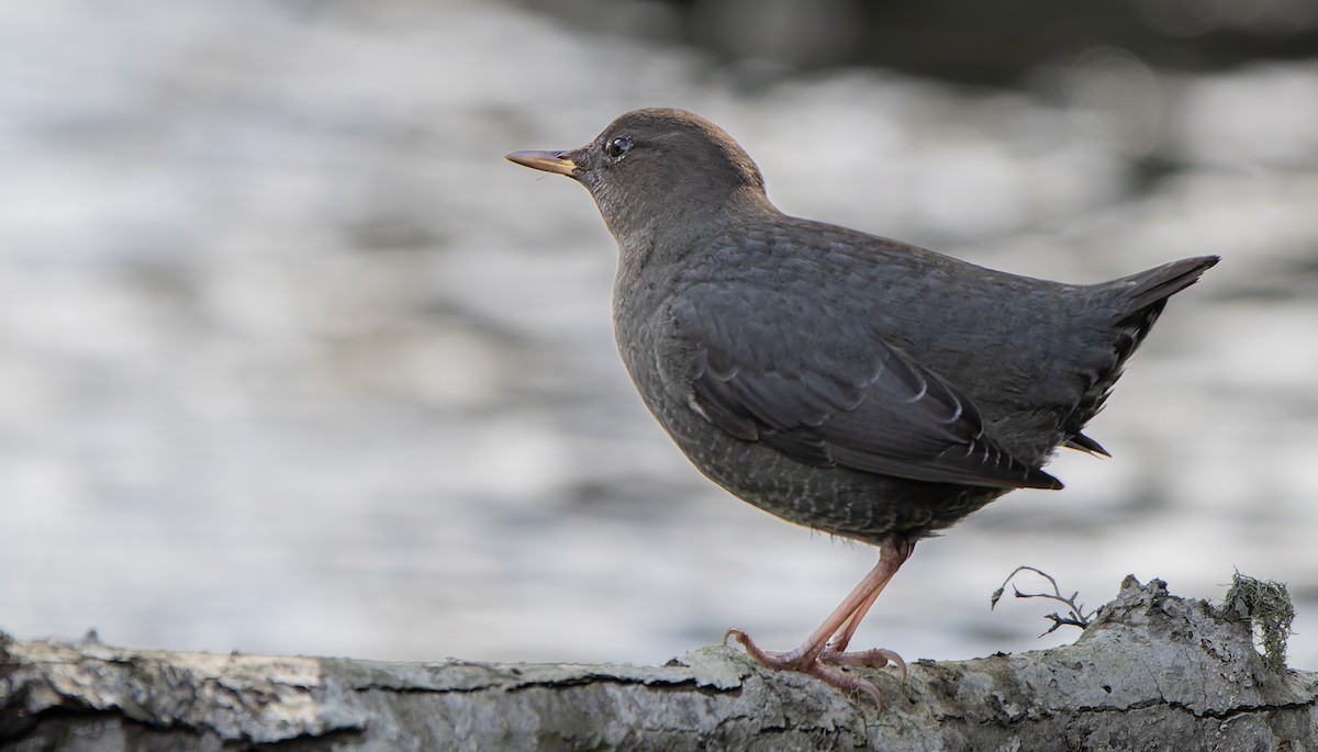 American Dipper - ML643578769