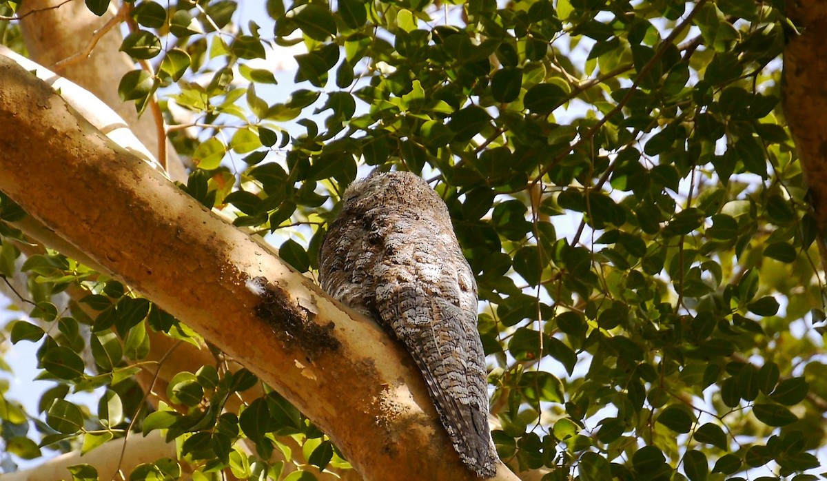 Great Potoo - ML643578781