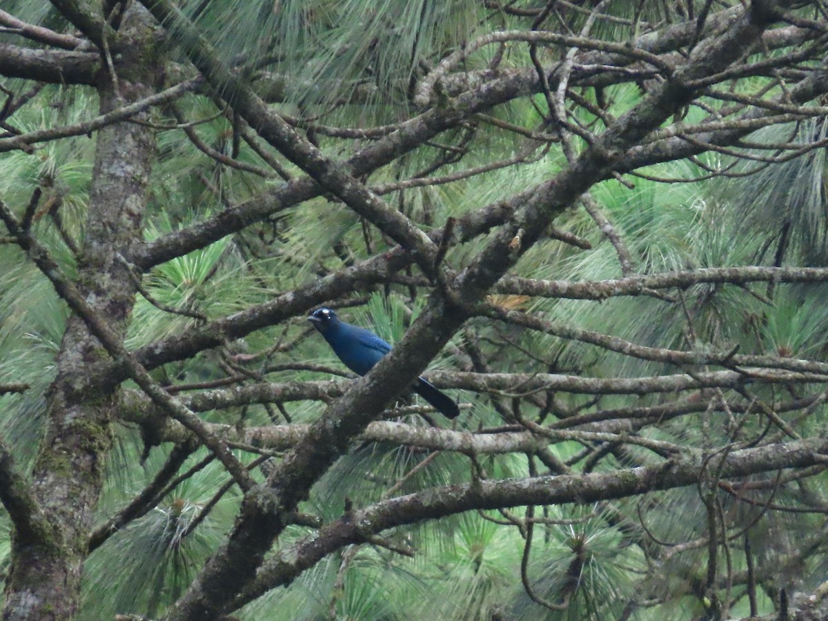 Steller's Jay - ML643578782