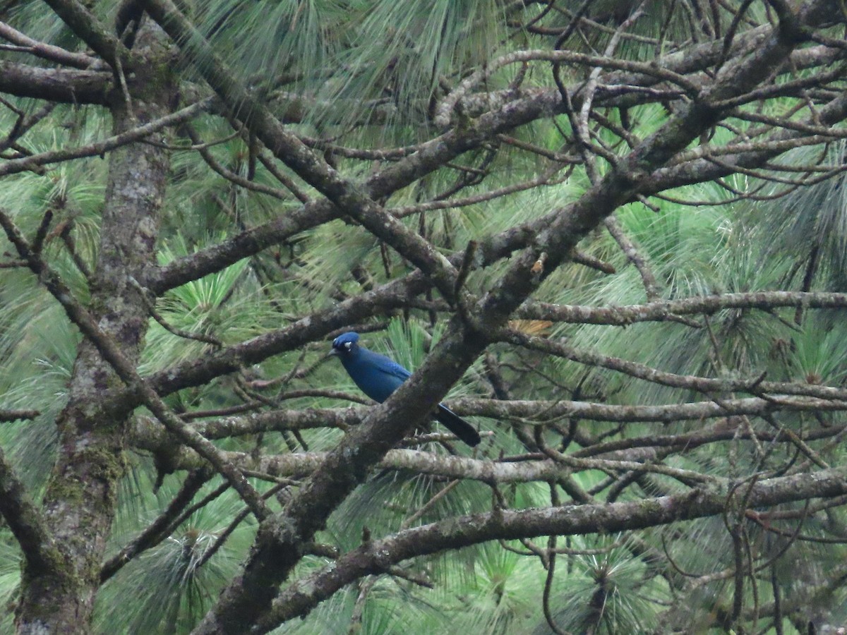 Steller's Jay - ML643578783