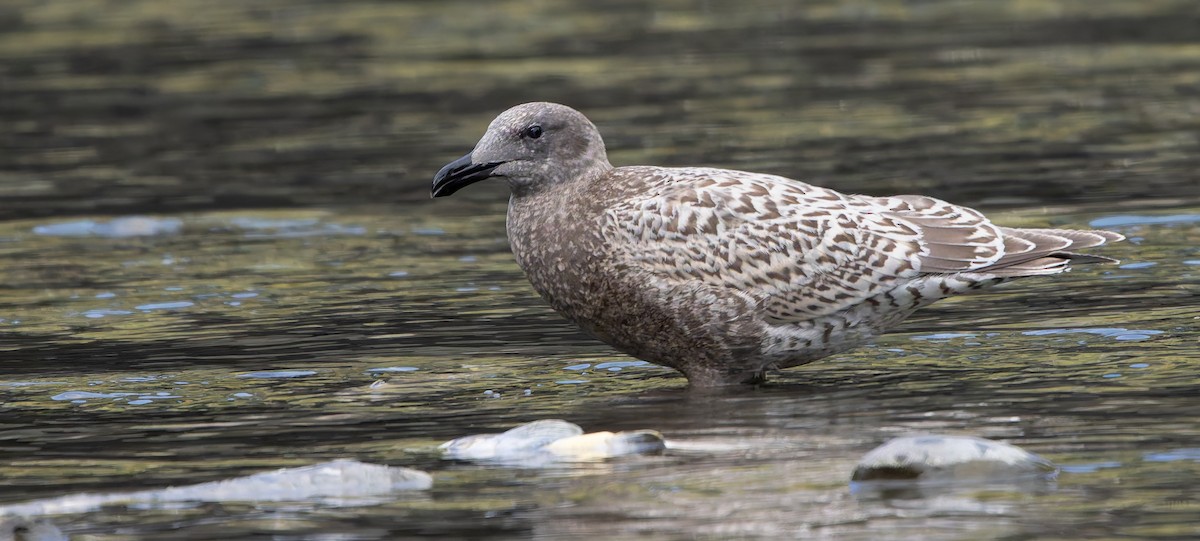Western x Glaucous-winged Gull (hybrid) - ML643578784