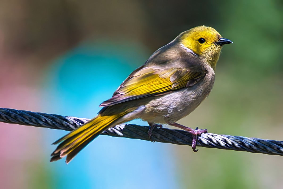White-plumed Honeyeater - ML643578785