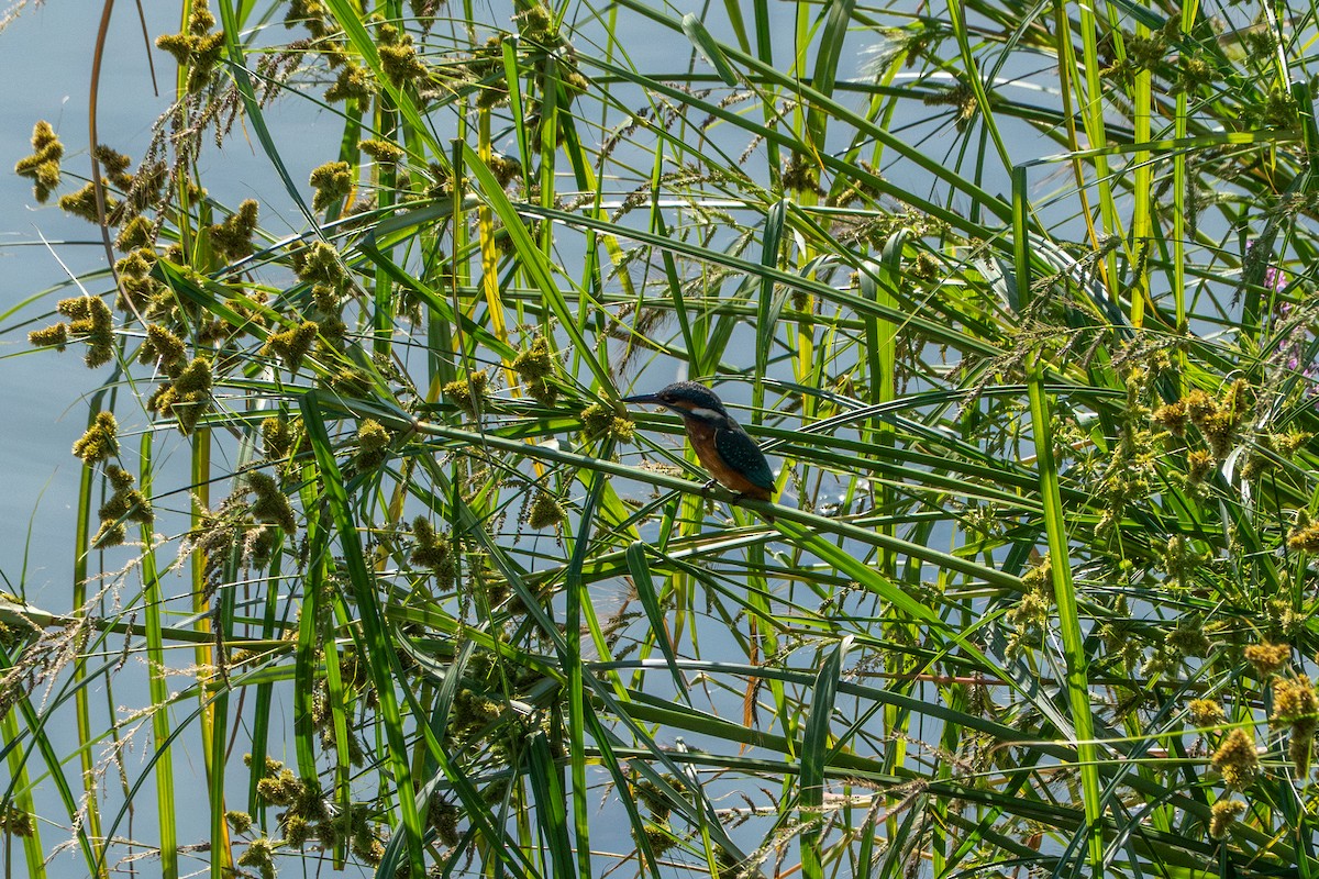 Common Kingfisher - ML643578786