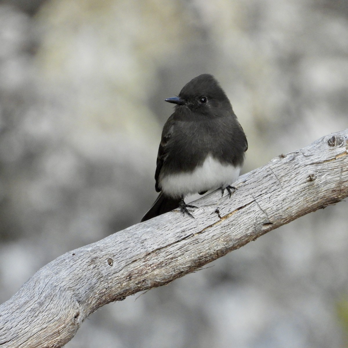 Black Phoebe - ML643578787