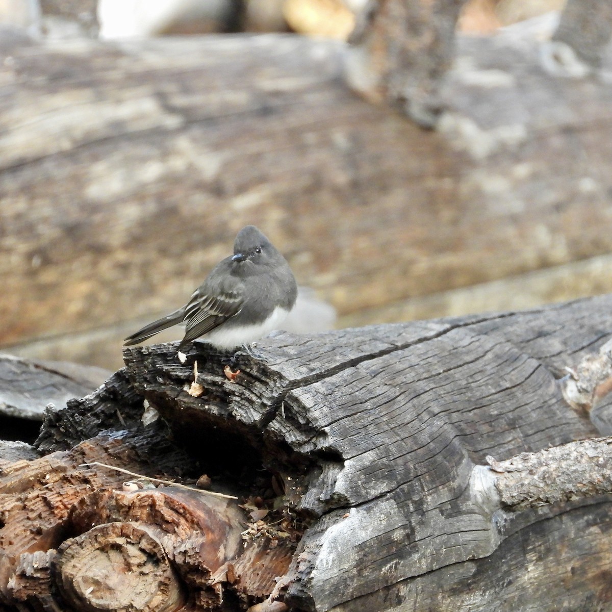Black Phoebe - ML643578788