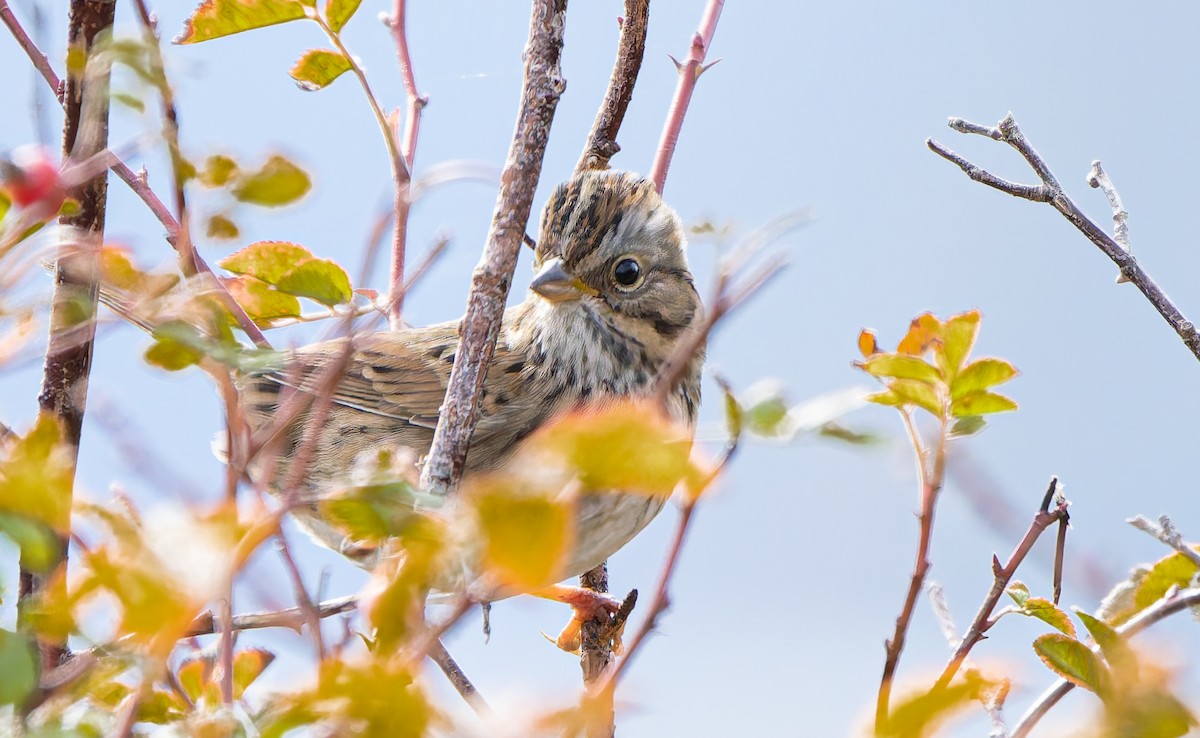 Lincoln's Sparrow - ML643578789