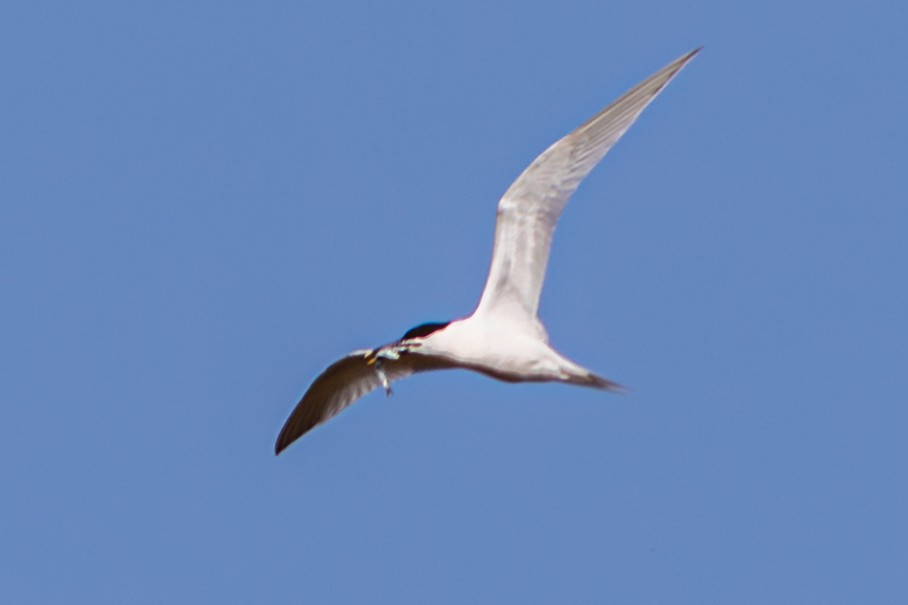 Sandwich Tern - ML643578790