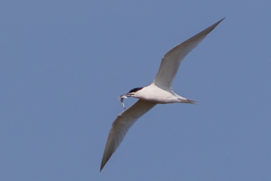 Sandwich Tern - ML643578791