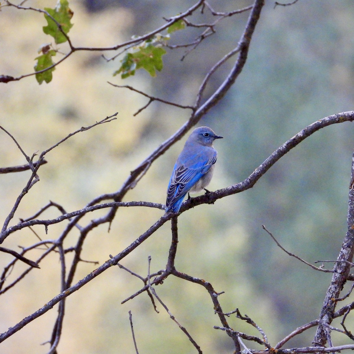 Mountain Bluebird - ML643578792