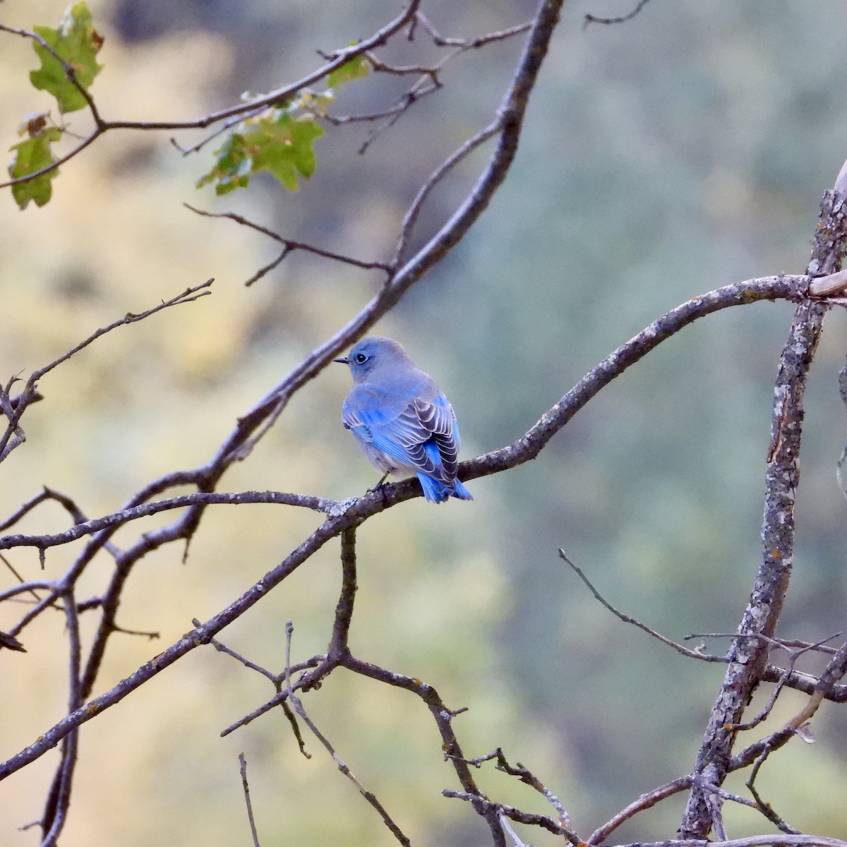 Mountain Bluebird - ML643578793