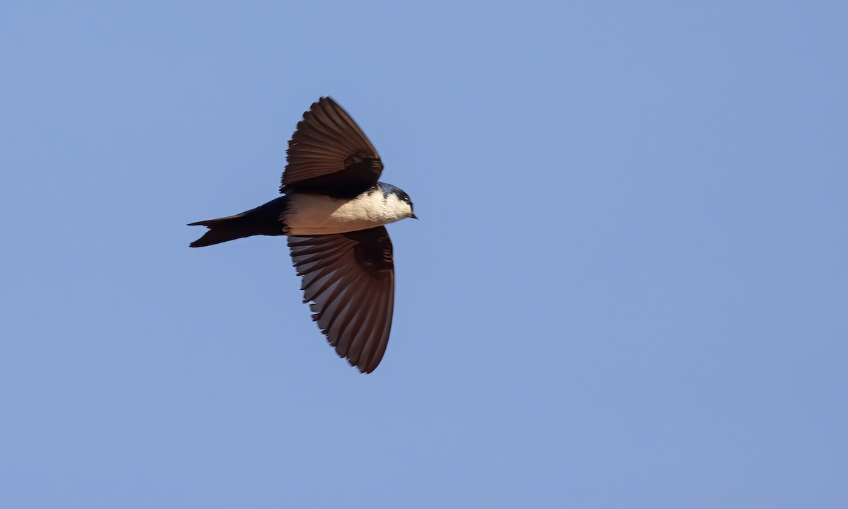 Blue-and-white Swallow - ML643578795