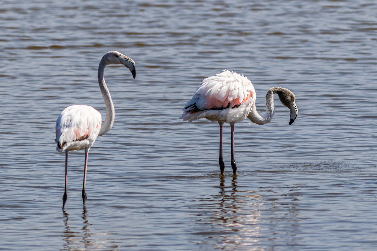 Greater Flamingo - ML643578796