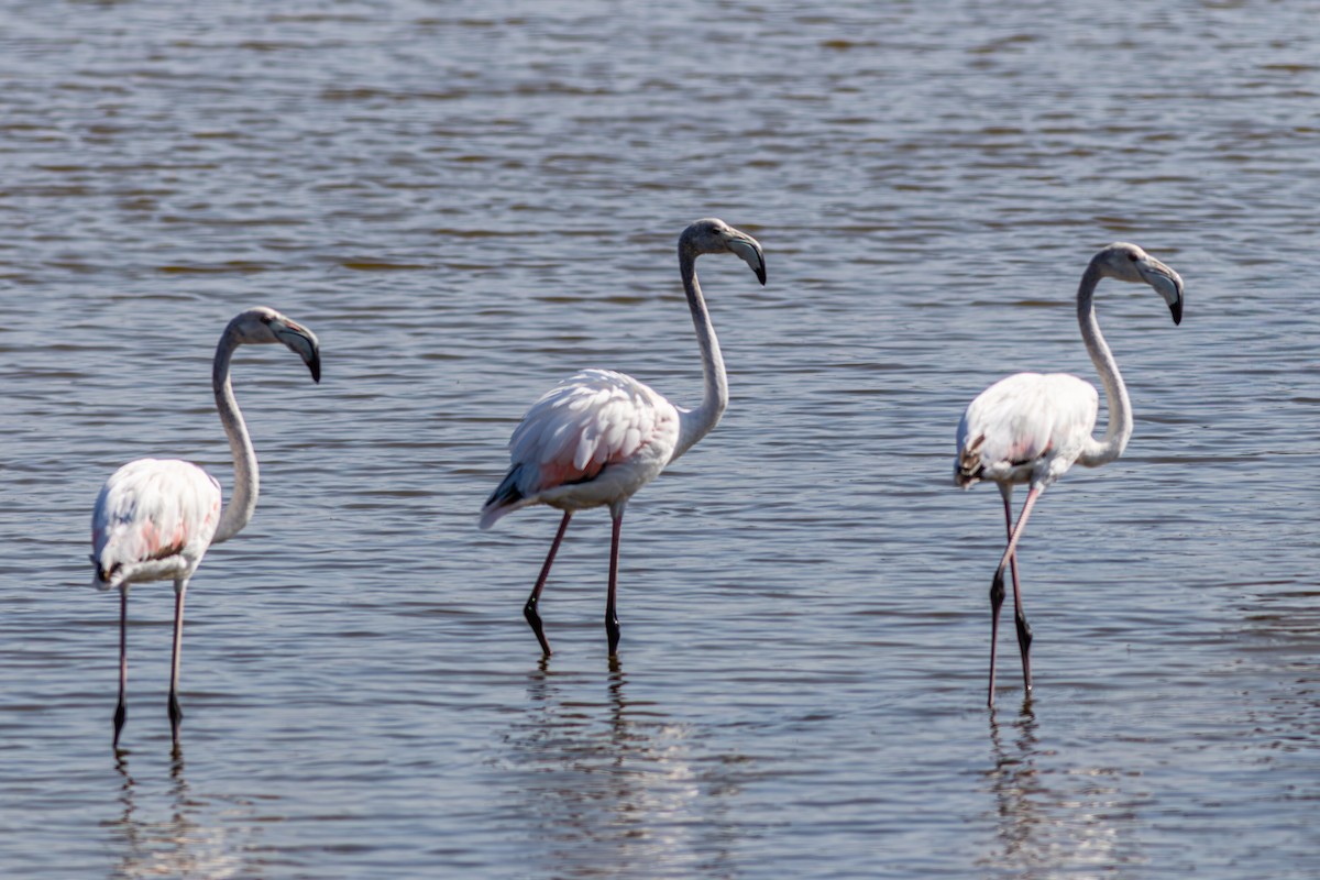 Greater Flamingo - ML643578797
