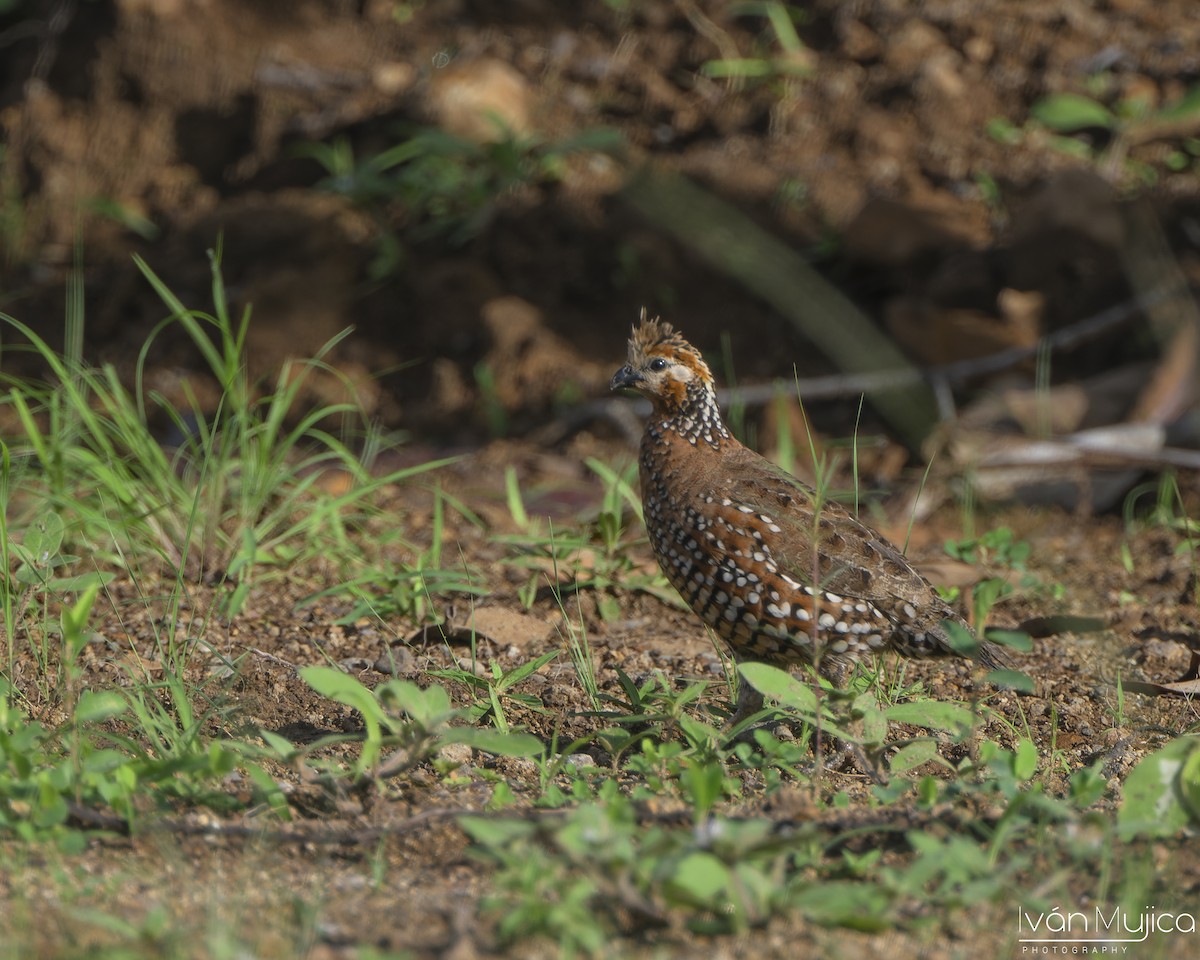 Crested Bobwhite - ML643578802