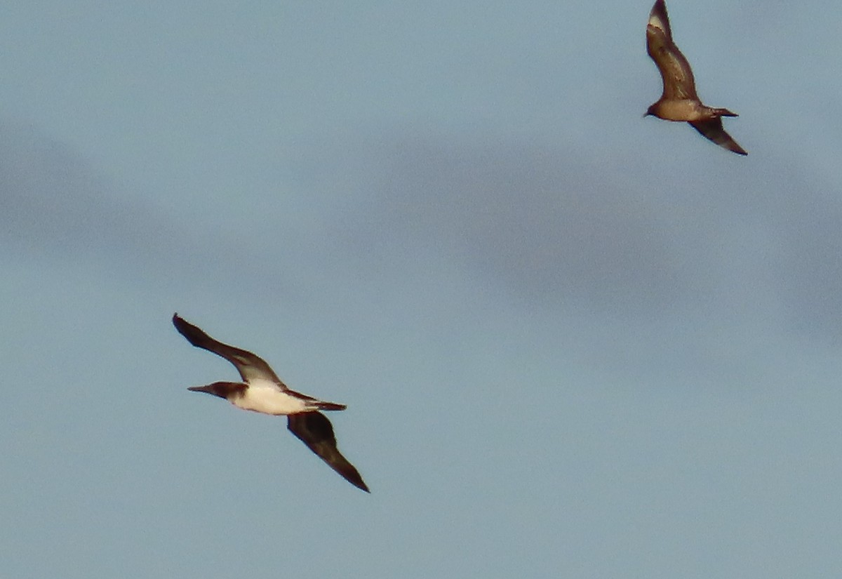 アオアシカツオドリ - ML643578805