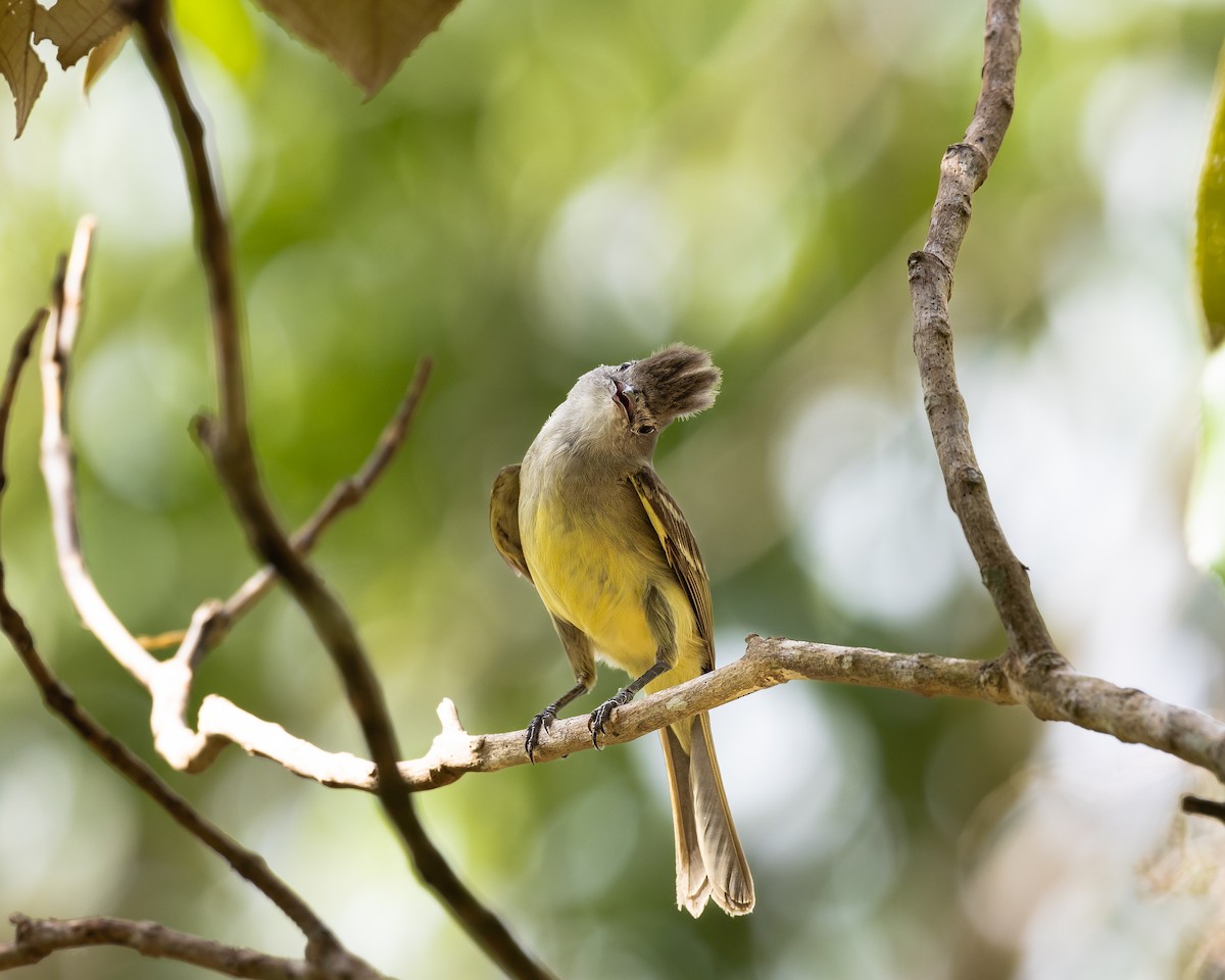 Yellow-bellied Elaenia - ML643578810