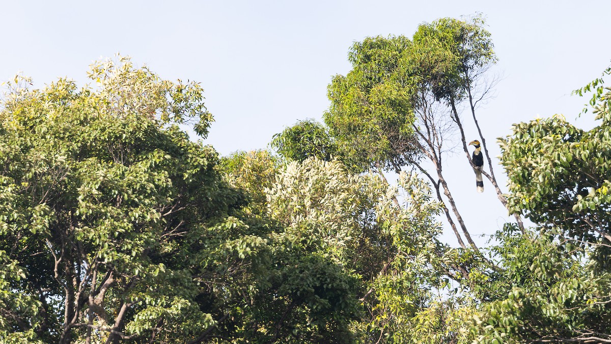 Great Hornbill - ML643578811