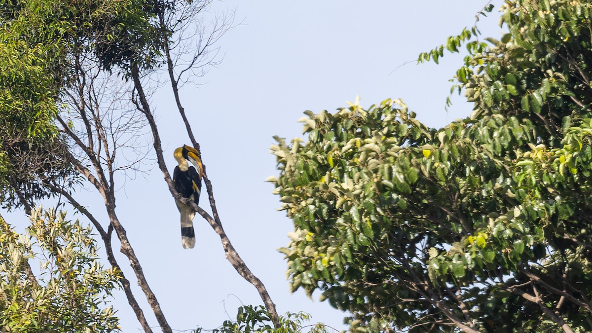 Great Hornbill - ML643578812
