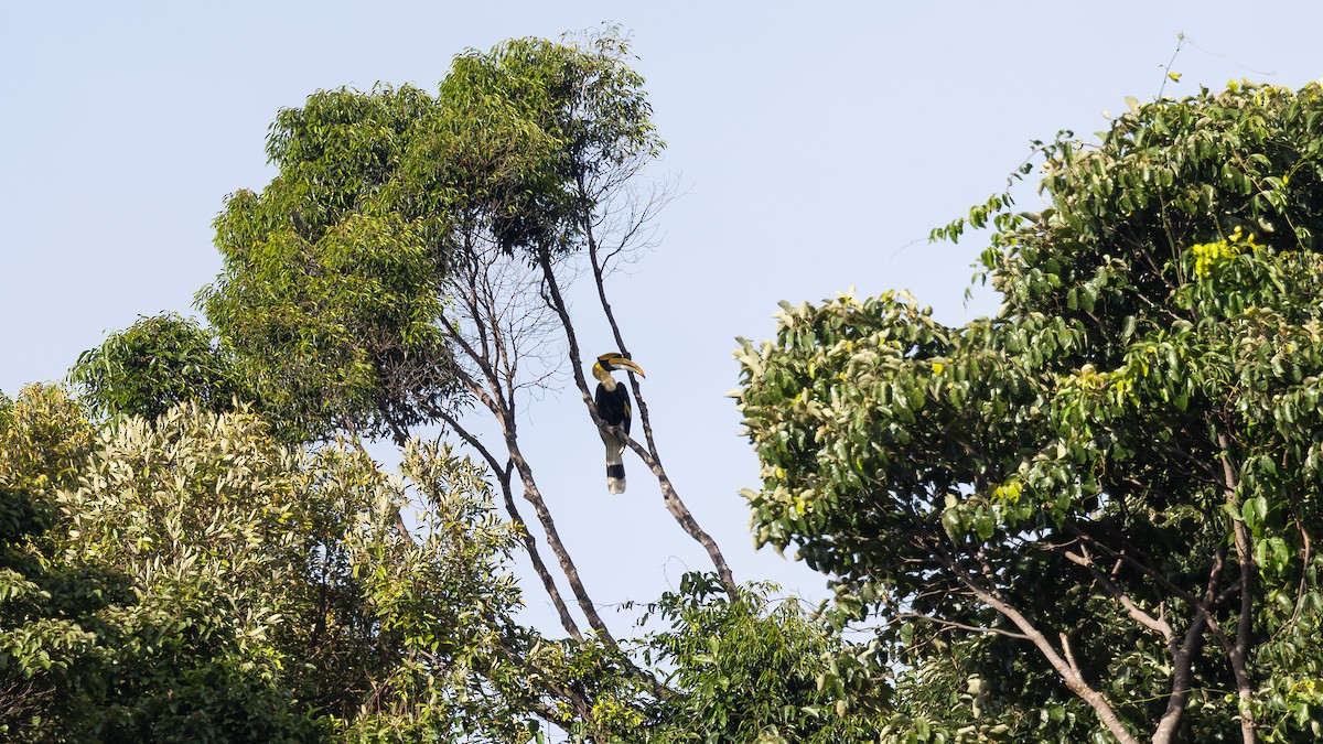 Great Hornbill - ML643578817