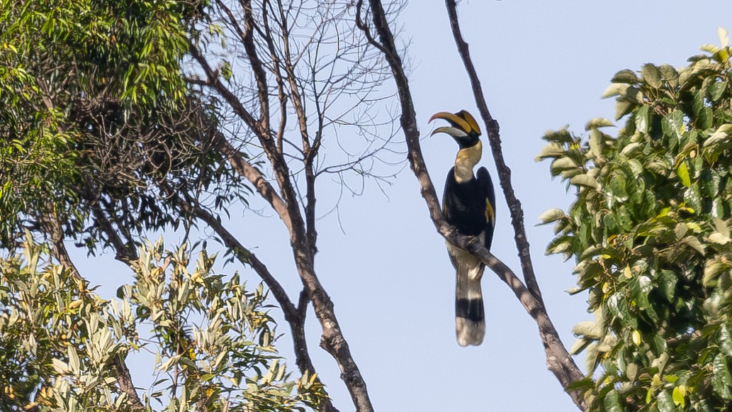 Great Hornbill - ML643578818
