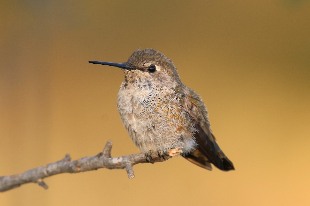 Anna's Hummingbird - ML643578820