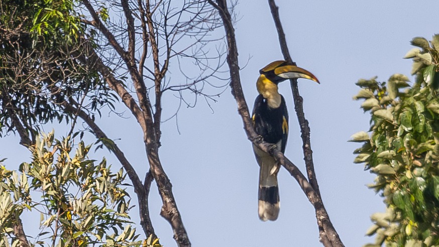 Great Hornbill - ML643578822