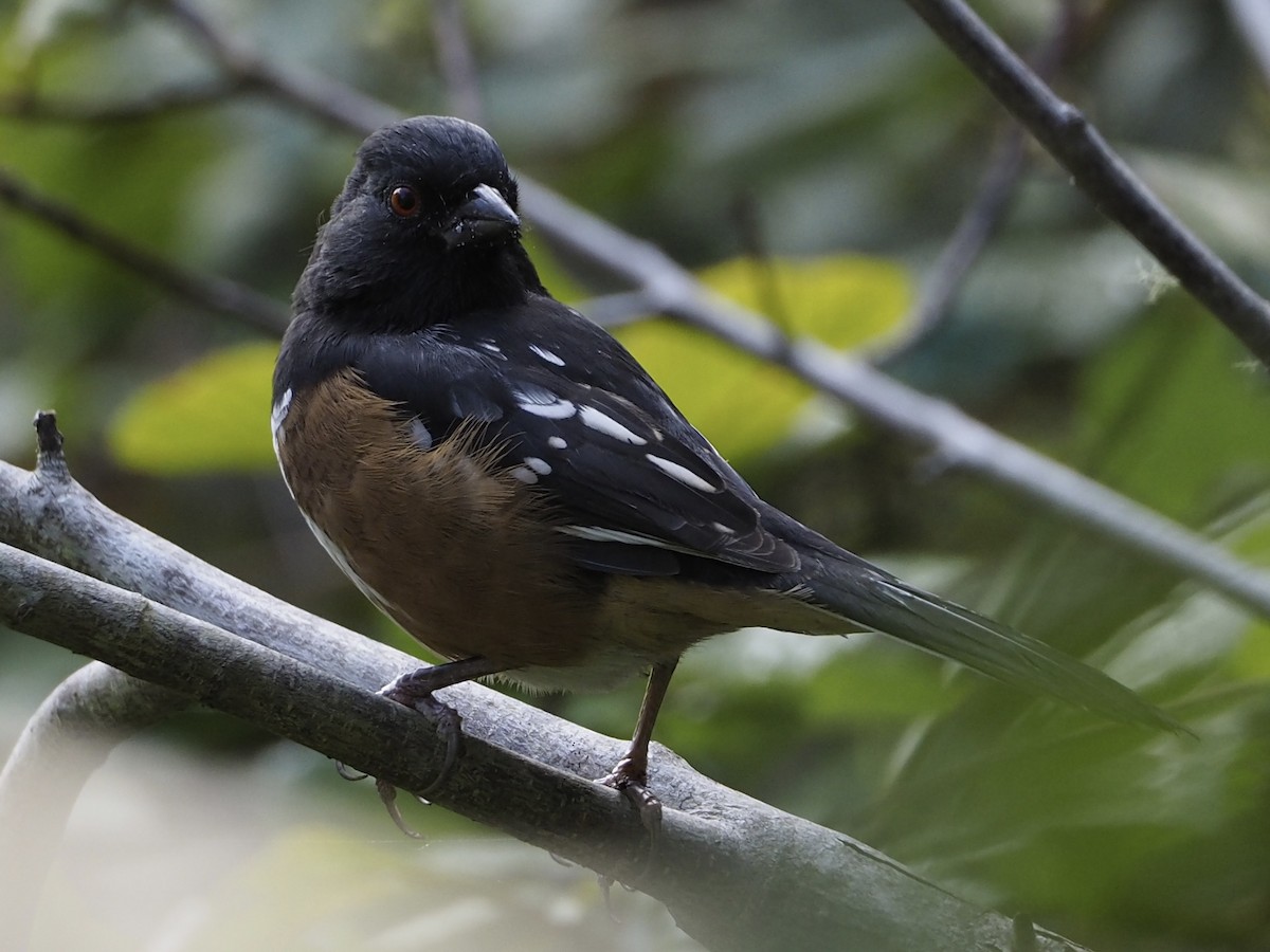 Spotted Towhee - ML643578824