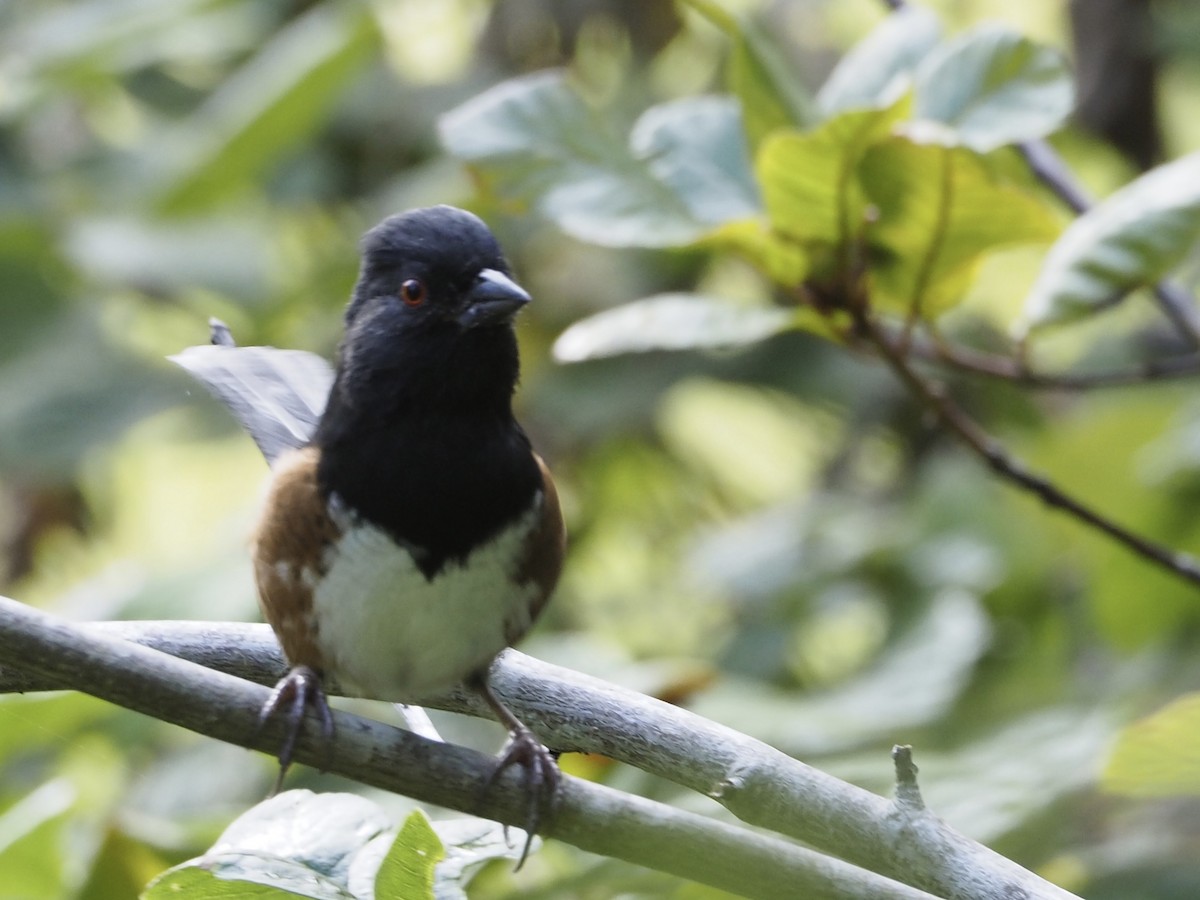 Spotted Towhee - ML643578825