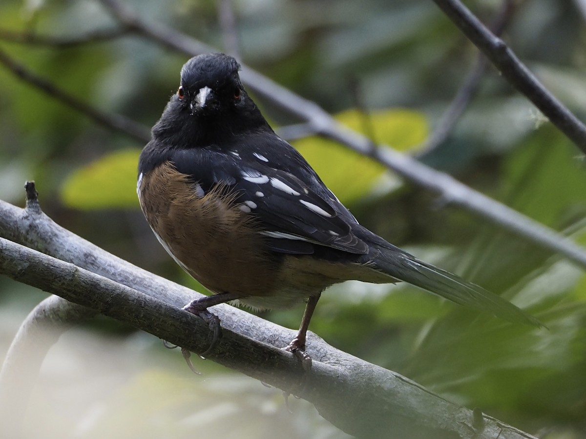 Spotted Towhee - ML643578826