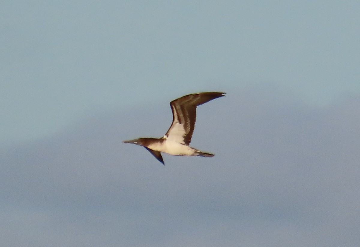 アオアシカツオドリ - ML643578829