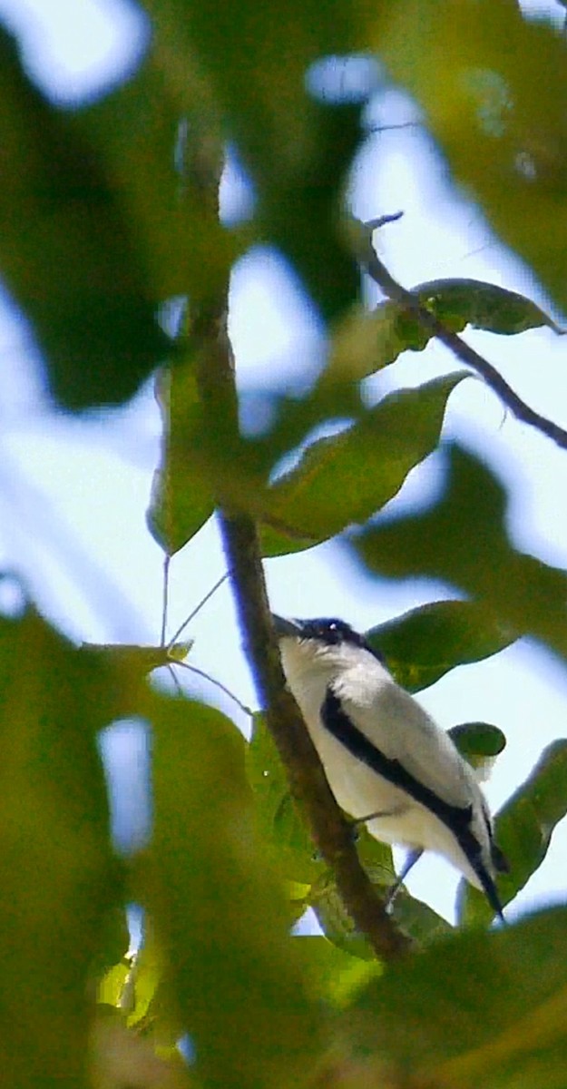 Black-crowned Tityra - ML643578842