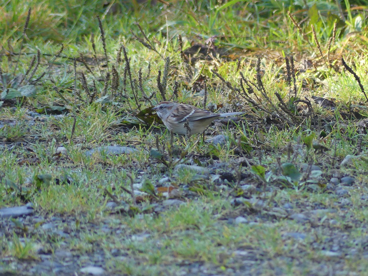 ムナフヒメドリ - ML643578853