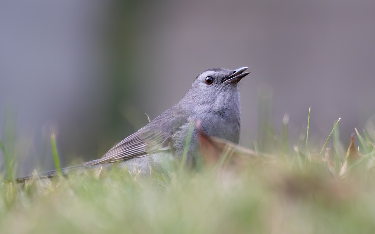 Gray Catbird - ML643578860