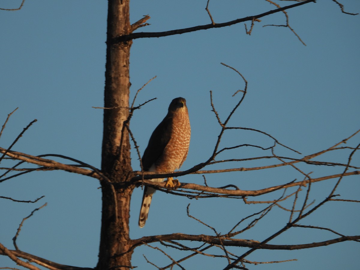 Cooper's Hawk - ML643578873