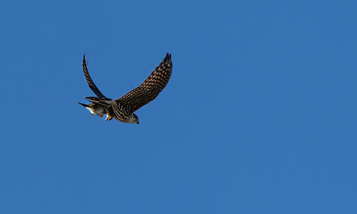 Merlin - ML643578886